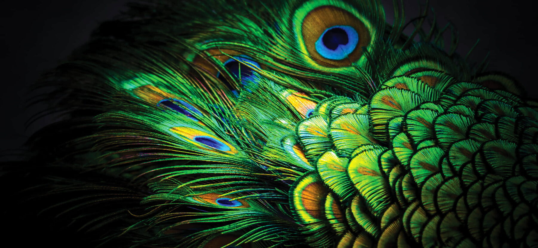 close up photograph of a peacock's tail